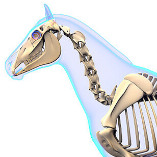 CT of the head / neck of the standing horse