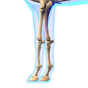 Distal limb CT of the standing horse