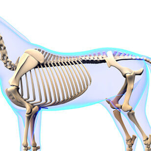 CT of the pelvis, back, stifles, etc. in the anesthetized horse