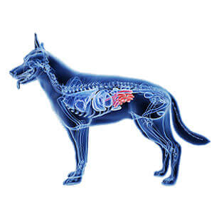 CT of small animal