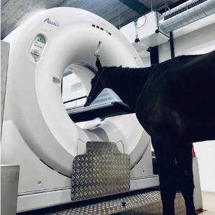 CT of the head / neck of the standing horse