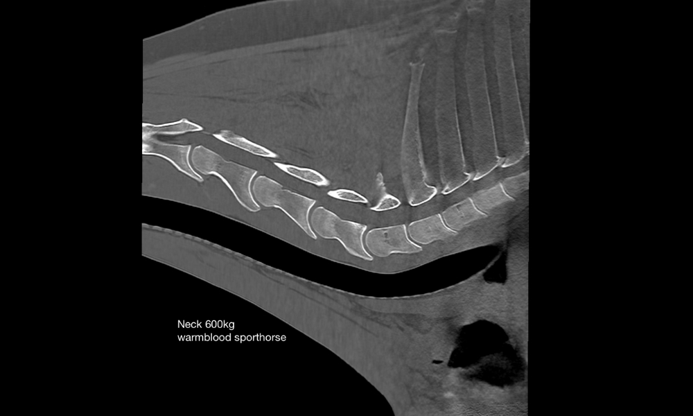 CT scan of the caudal neck up to T5 in a normal 600kg warmblood