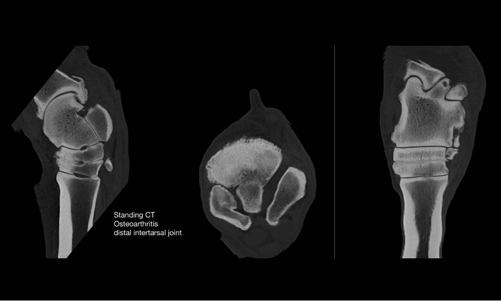 Standing CT on a horse with osteoarthritis in the distal intertarsal joint