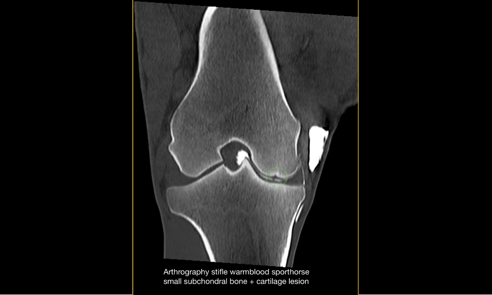 Arthrography of an equine stifle with a subchondral bone lesion showing contrast enhancement