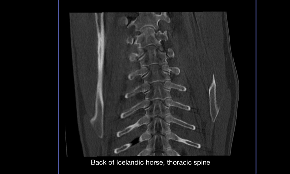 Thoracic spines and scapulae of an Icelandic horse