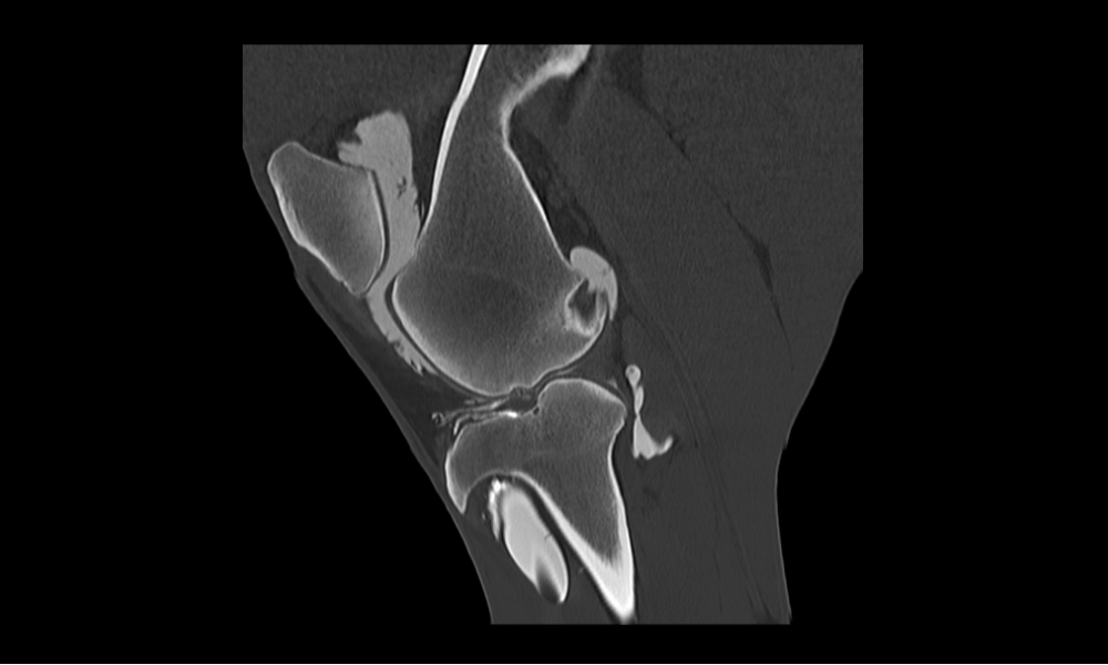Stifle arthrograpy