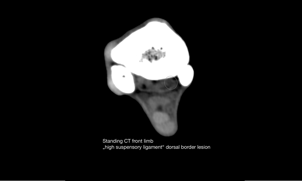 Soft tissue CT scan on a front HSL with a dorsal border lesion