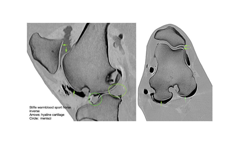Inversed CT images of a stifle arthrography highlighting the joint cartilage (arrows) and menisci (circles)
