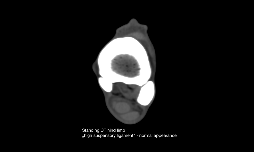 Soft tissue CT scan on a hind HSL