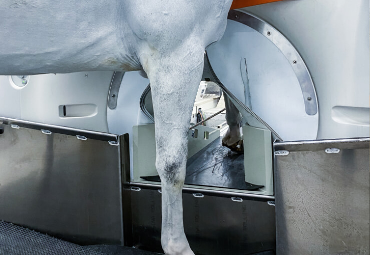 Equine Standing CT of carpus and fetlock