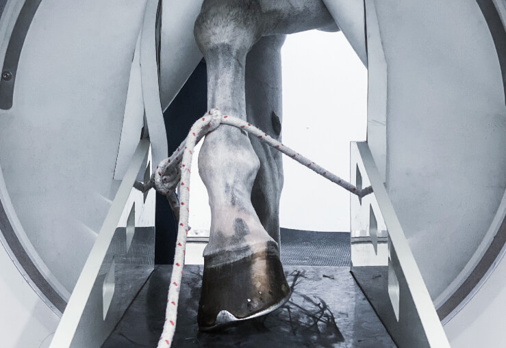 Equine Standing CT of forelimb