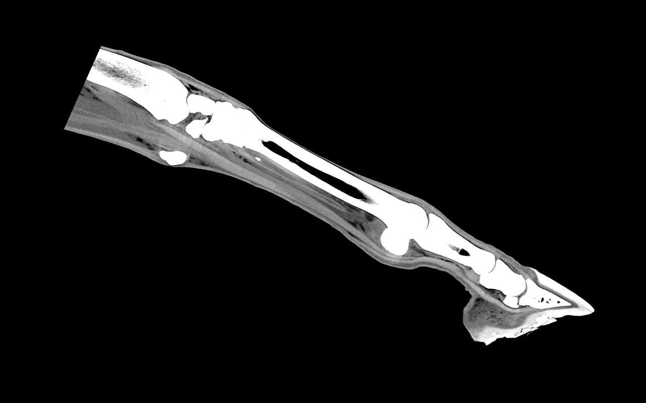 Sagittal soft tissue image of the distal limb