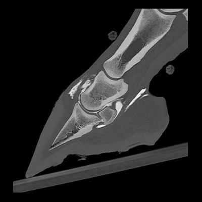 Standing Arthrography of the distal front limb