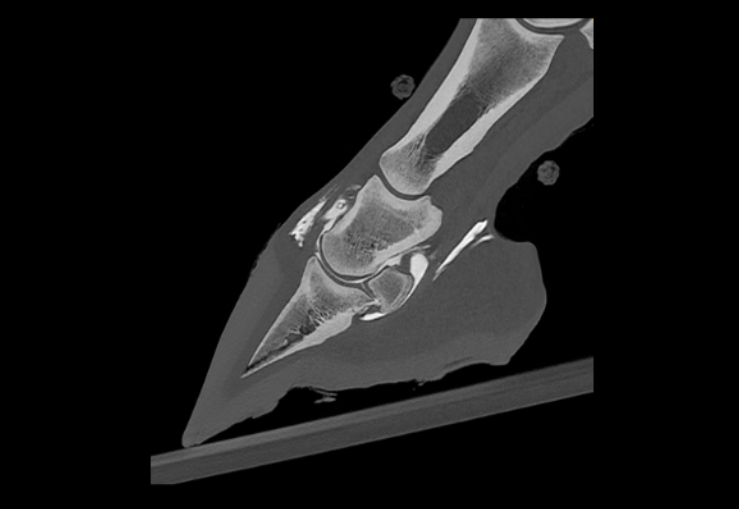Standing Arthrography of the distal front limb