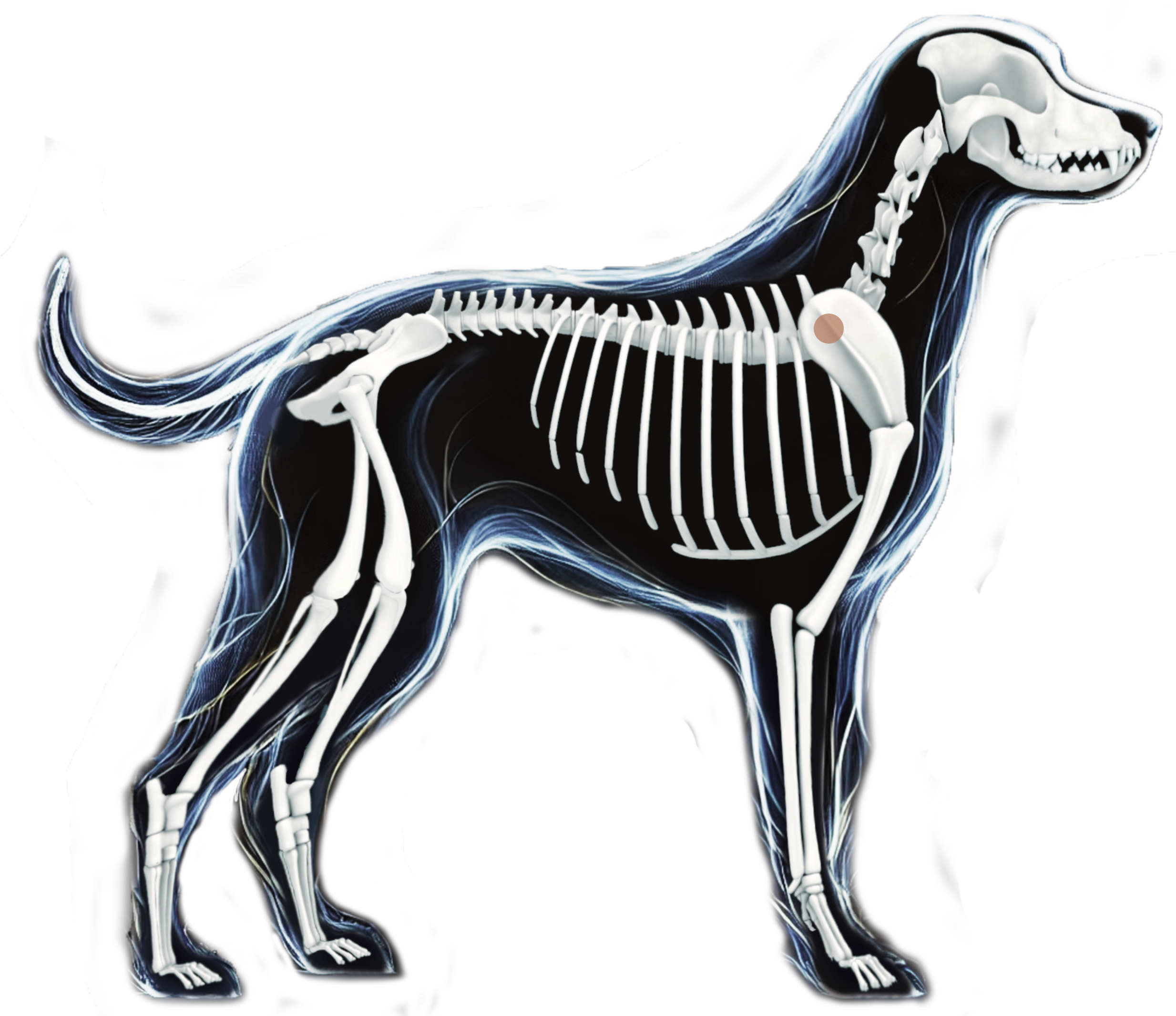 Dog Anatomy