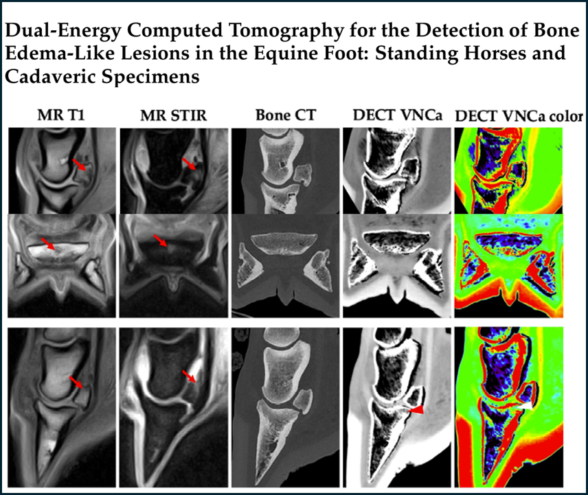 Dual-Energy Computed Tomography for the Detection of Bone Edema-Like Lesions in the Equine Foot: Standing Horses and Cadaveric Specimens